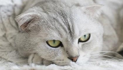 九游网页版官网-电竞比赛中的战术创新：打破常规，出奇制胜，电竞比赛规则